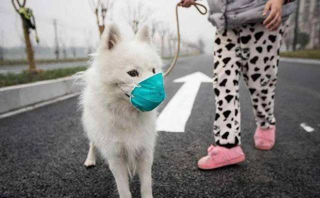 SASR-Cov-2가 애완 동물에게 전염됩니까?